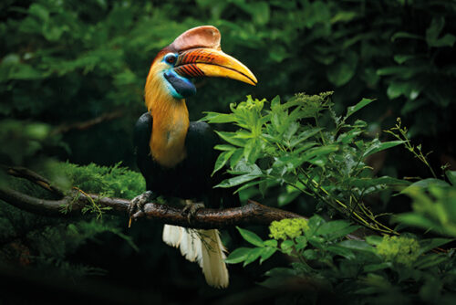 Kronjuwelen der Artenvielfalt: Regenwälder in Asien, Afrika und Südamerika