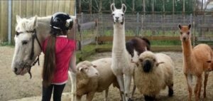 Collage mit zwei Tiermotiven: Links steht ein Kind mit Reithelm neben einem weißen Pferd. Rechts sind Lamas und Schafe in einem Gehege zu sehen und blicken in die Kamera.
